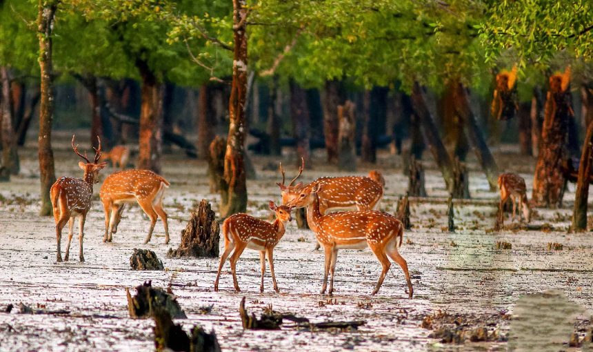 সুন্দরবন ভ্রমণ প্যাকেজ