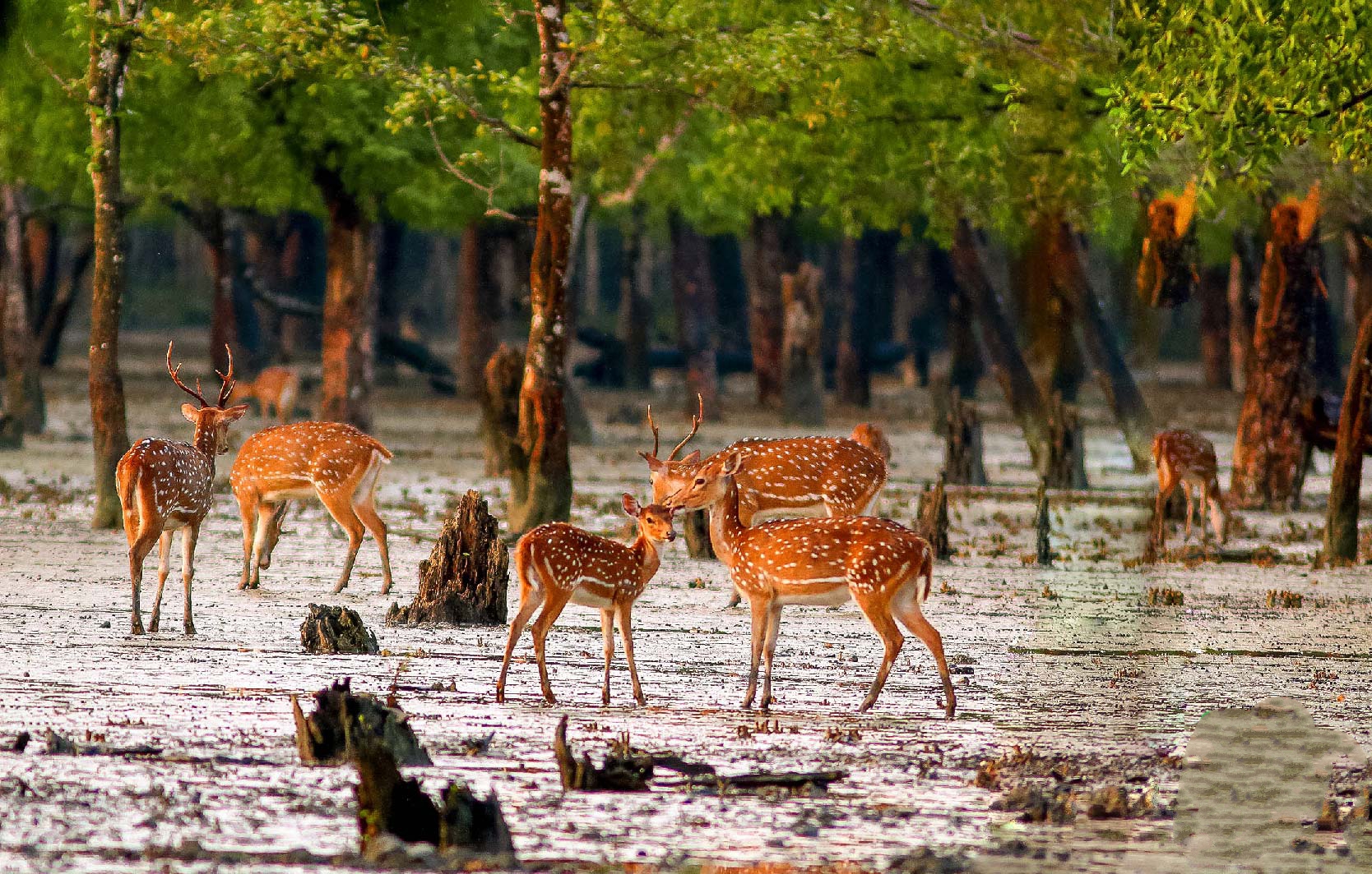 সুন্দরবন ভ্রমণ প্যাকেজ